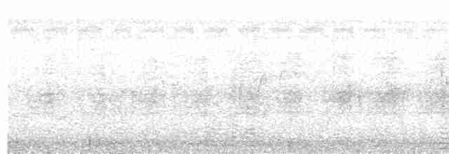 Weißbandschwalbe - ML517268511