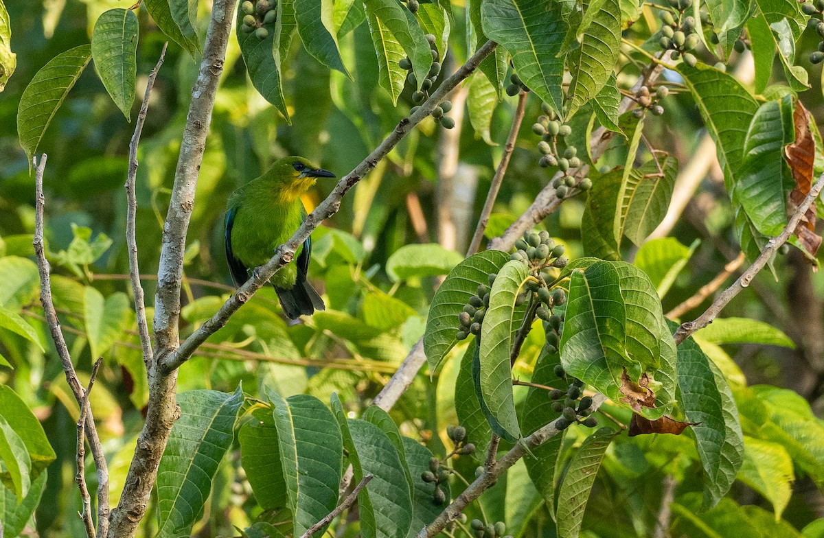 Yellow-throated Leafbird - ML517269521