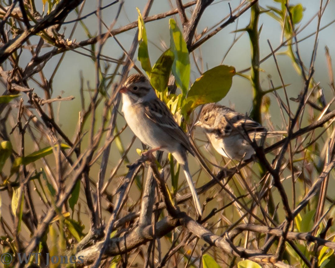 Clay-colored Sparrow - ML517269851