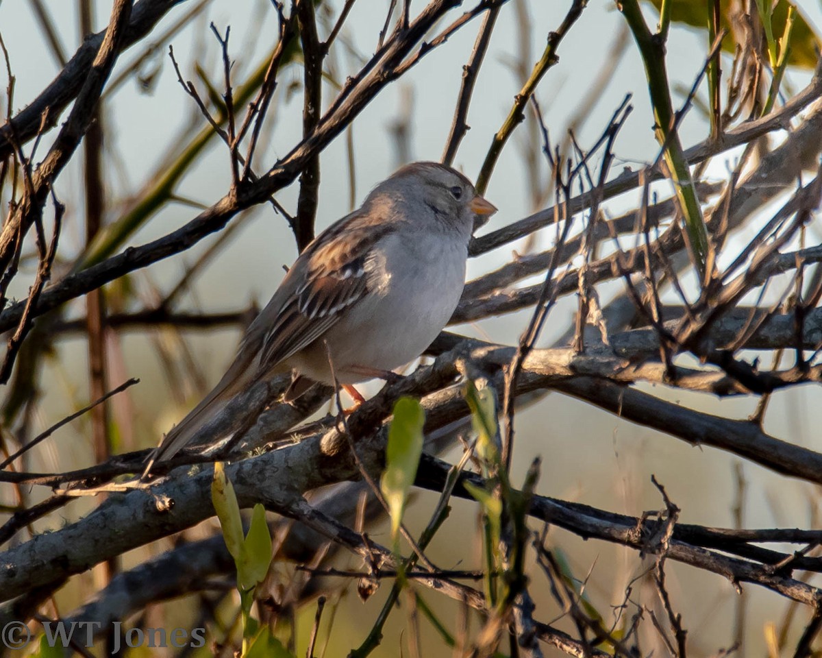 White-crowned Sparrow - ML517270081