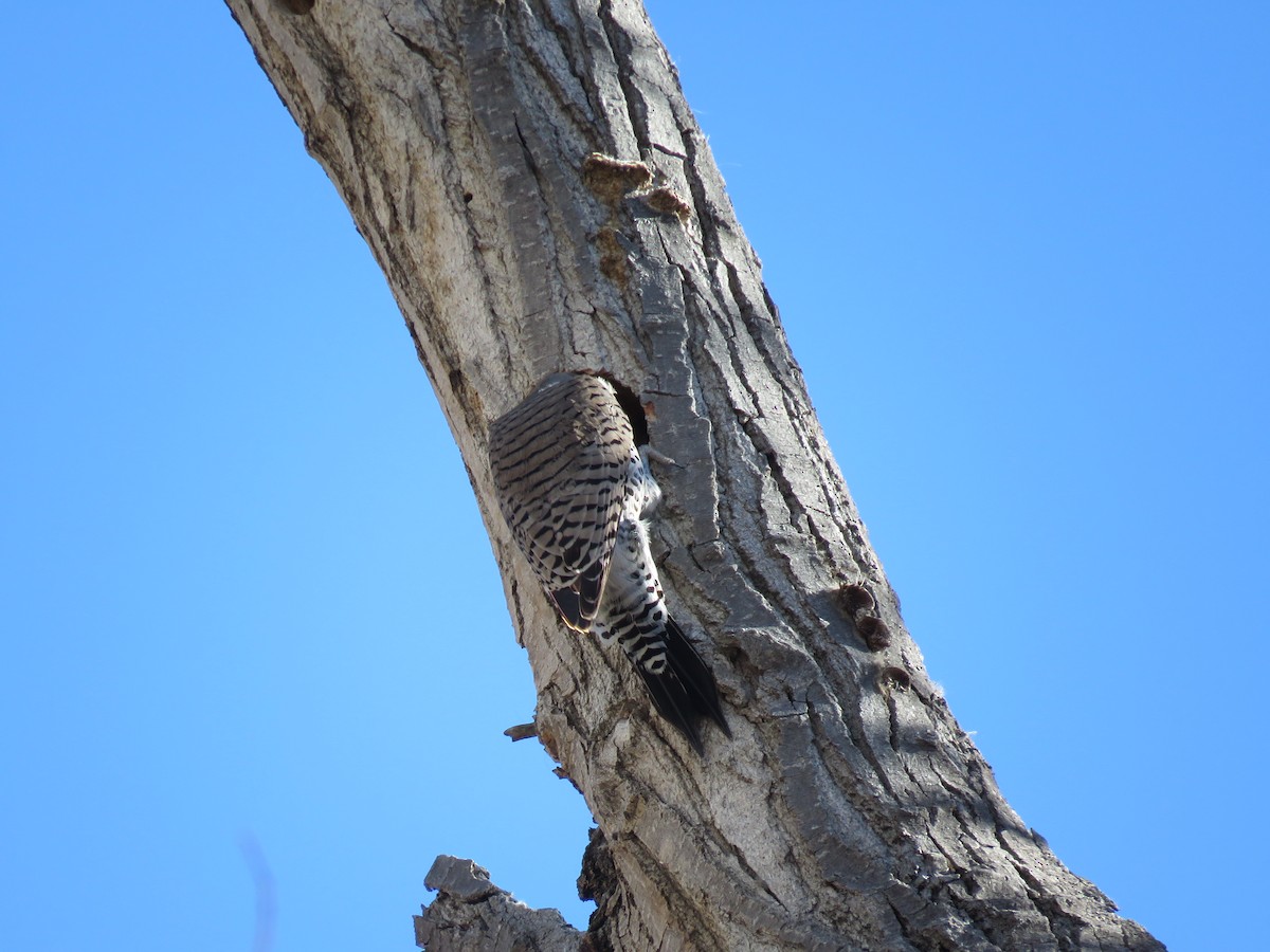 Northern Flicker (Red-shafted) - ML51727781