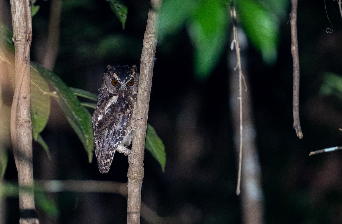 Palawan Scops-Owl - Forest Botial-Jarvis