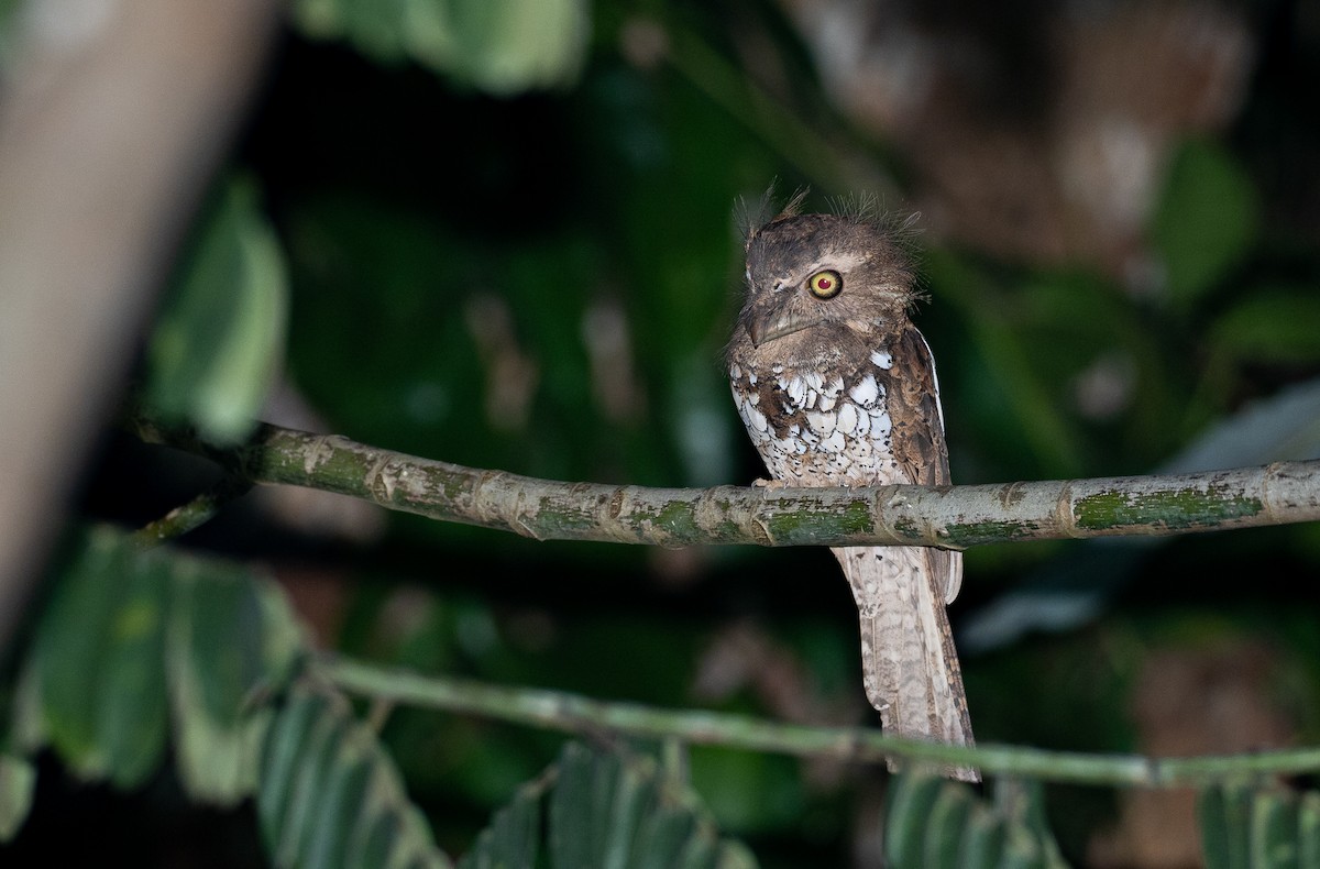 Palawan Frogmouth - Forest Botial-Jarvis