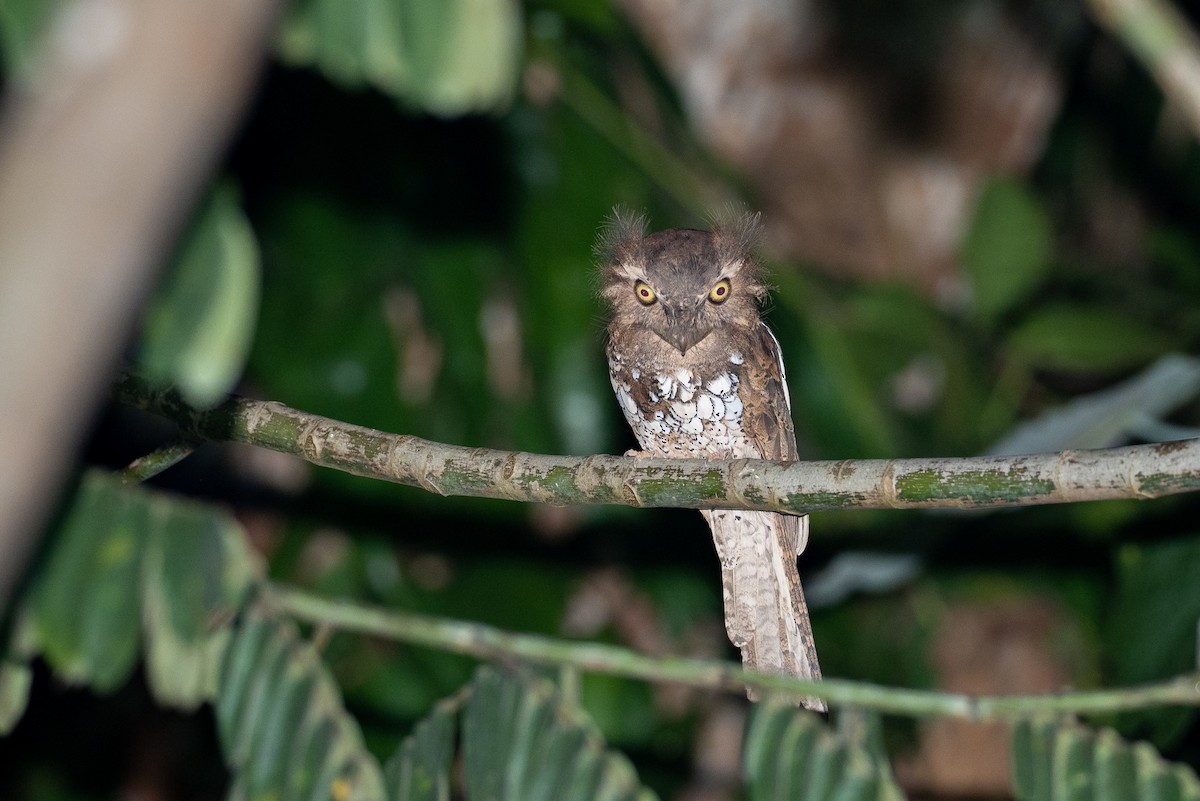 Palawan Frogmouth - Forest Botial-Jarvis