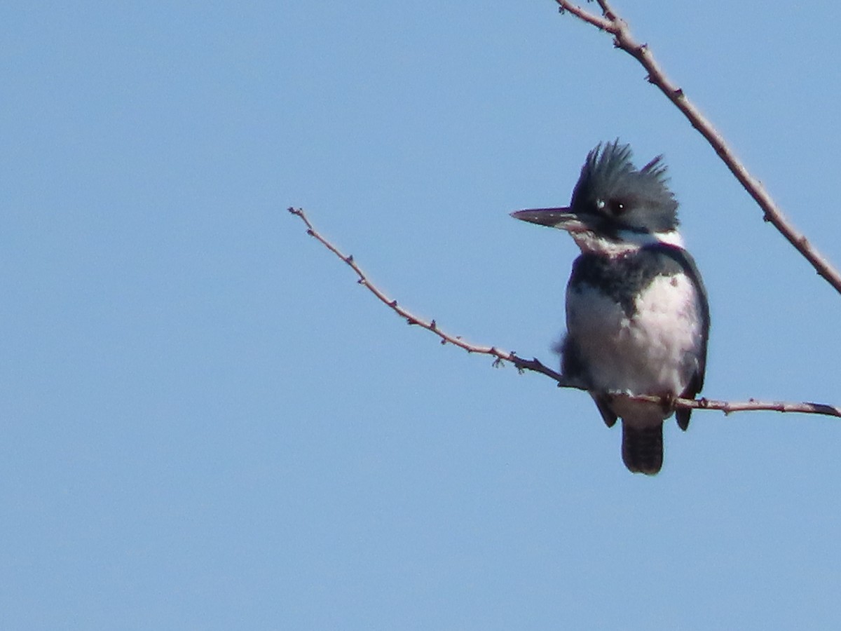 Belted Kingfisher - ML517279281