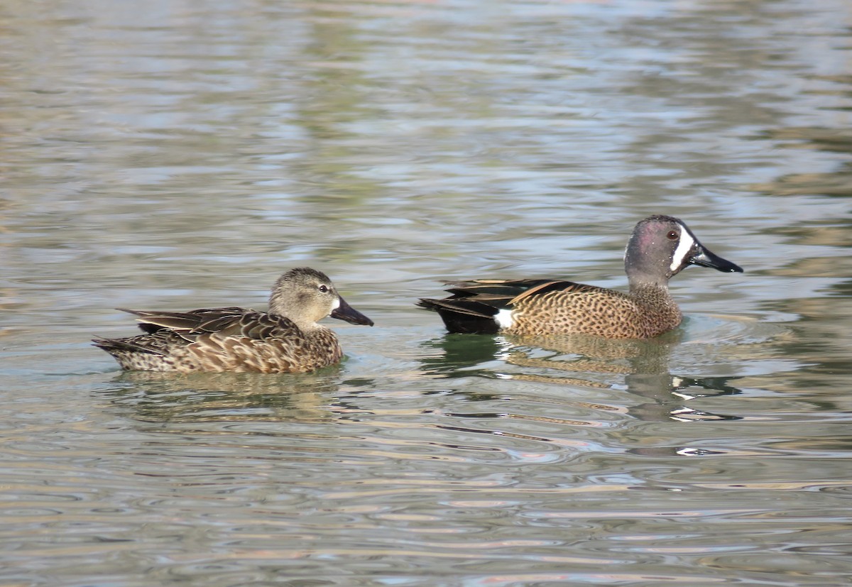 Blue-winged Teal - Dave Hawksworth
