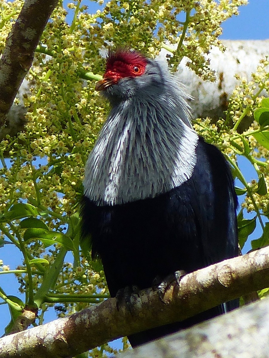 Seychelles Blue-Pigeon - ML517281231