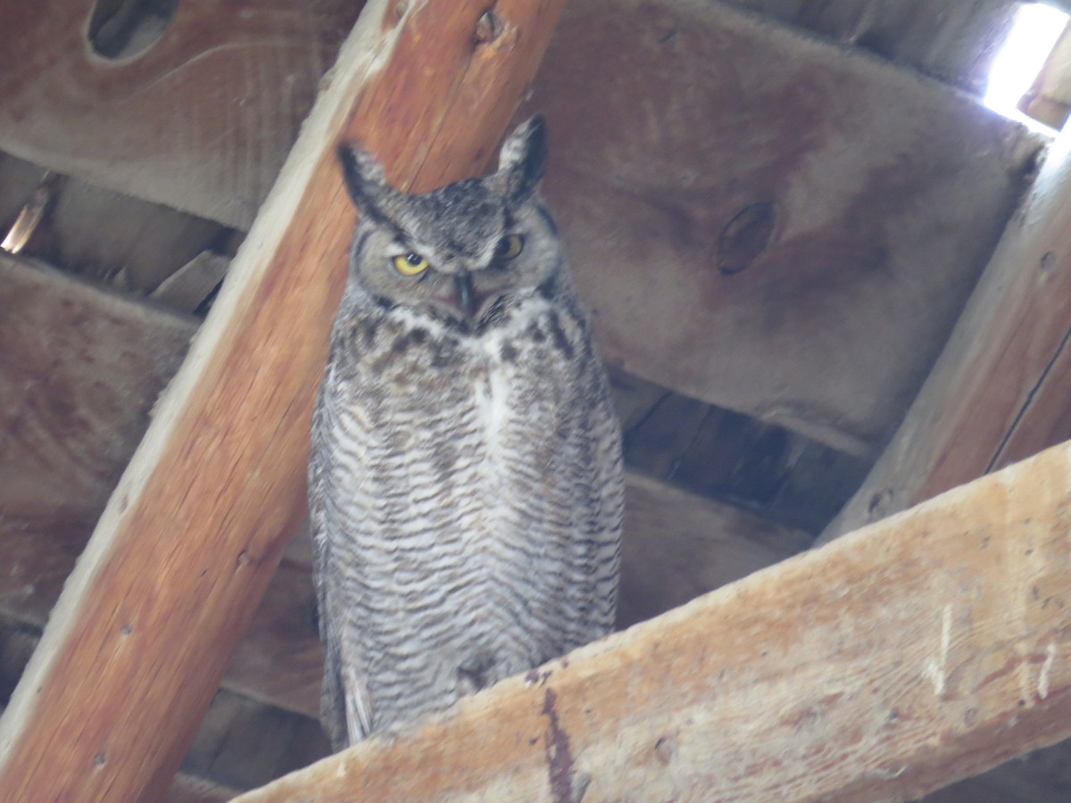 Great Horned Owl - ML51728131