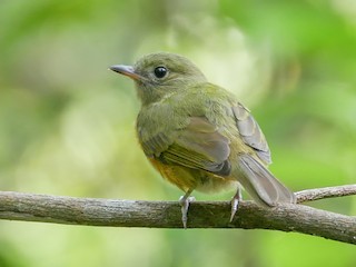  - McConnell's Flycatcher