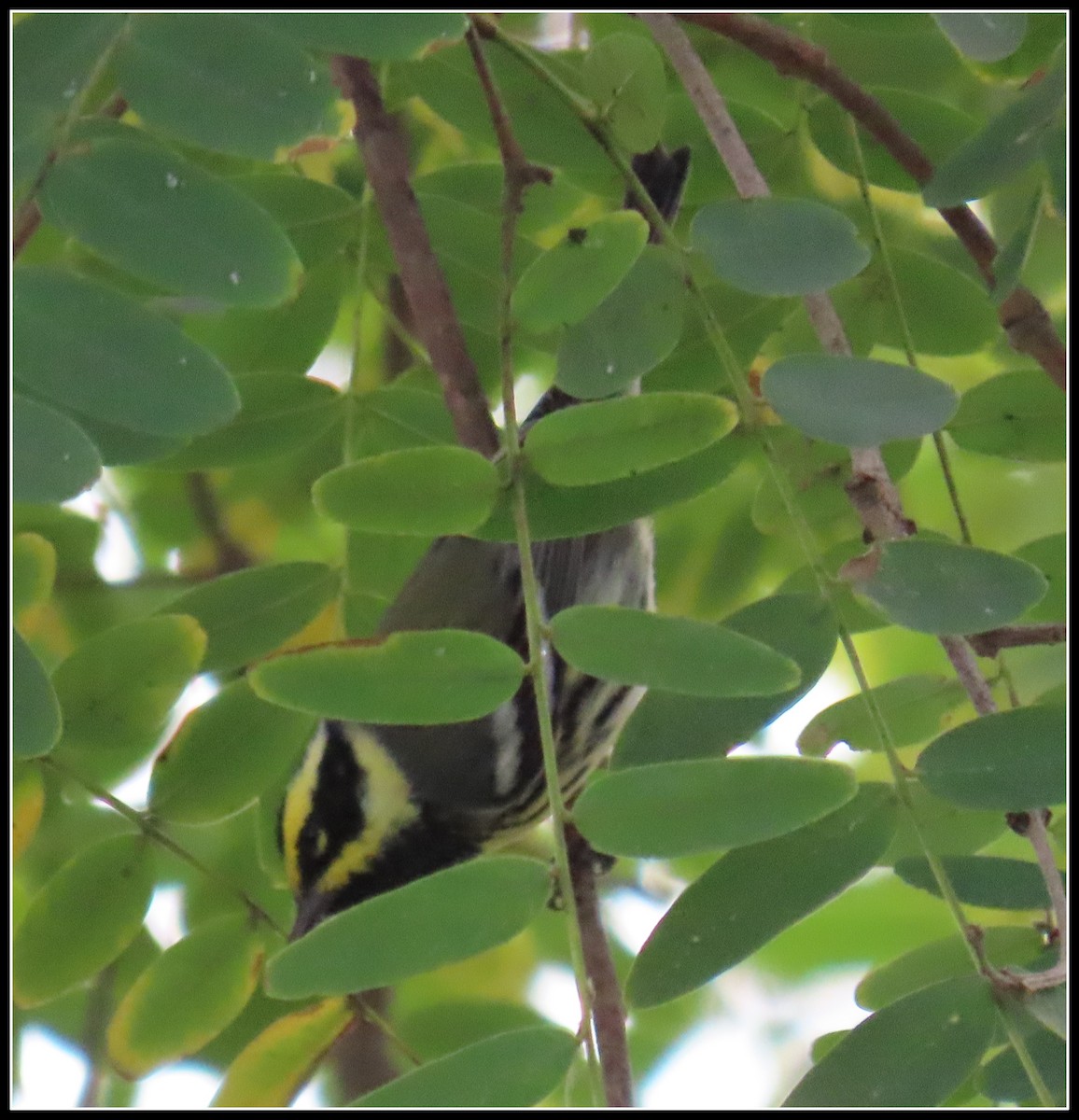 Black-throated Gray x Townsend's Warbler (hybrid) - ML517282361