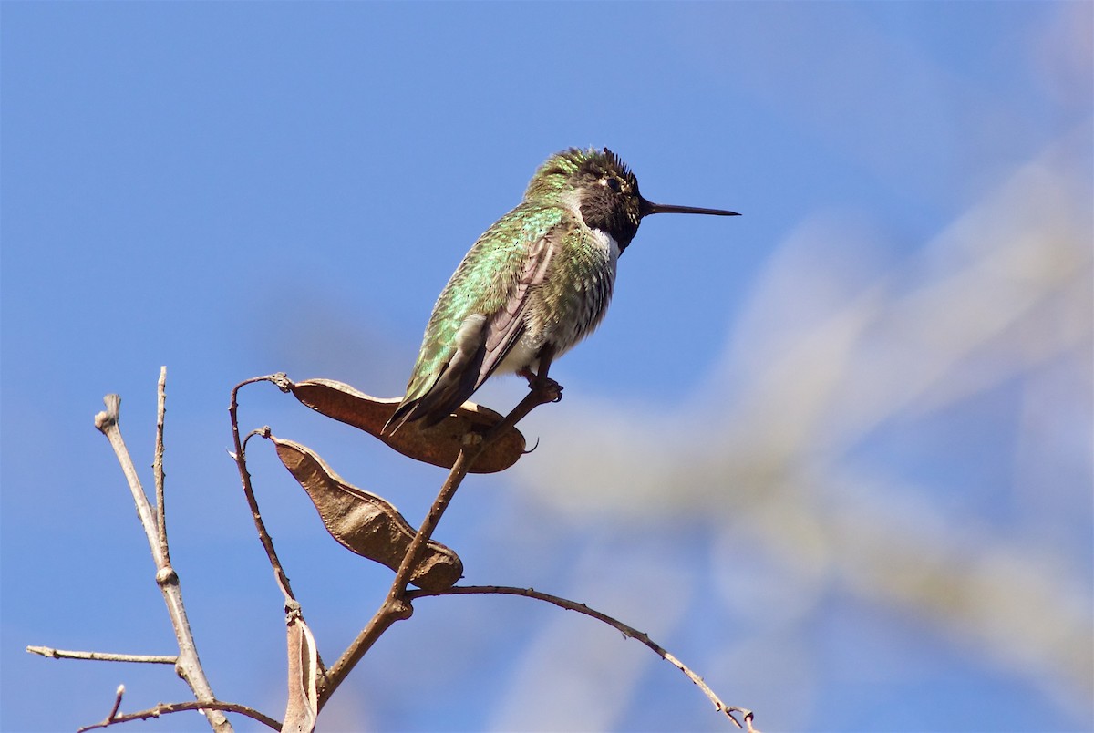 Anna's Hummingbird - Kathryn Keith