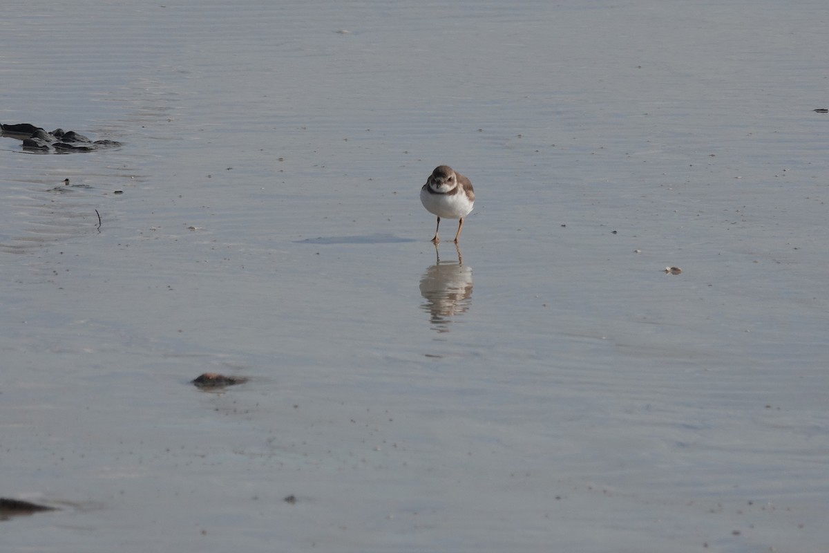 Semipalmated Plover - ML517283241
