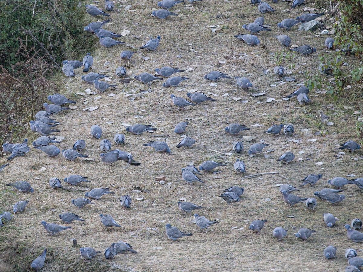 Common Wood-Pigeon - Praveen rawat
