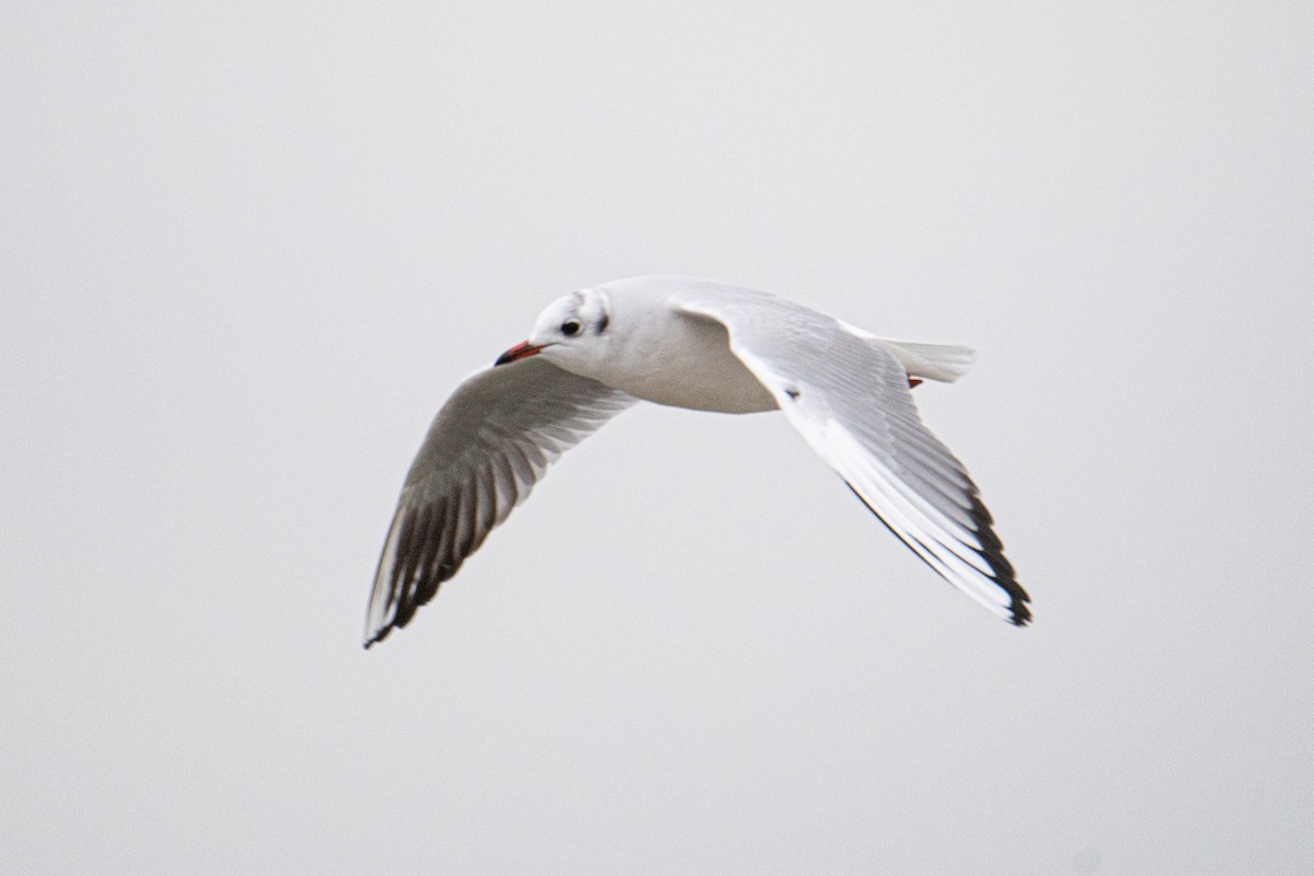 Mouette rieuse - ML517288481