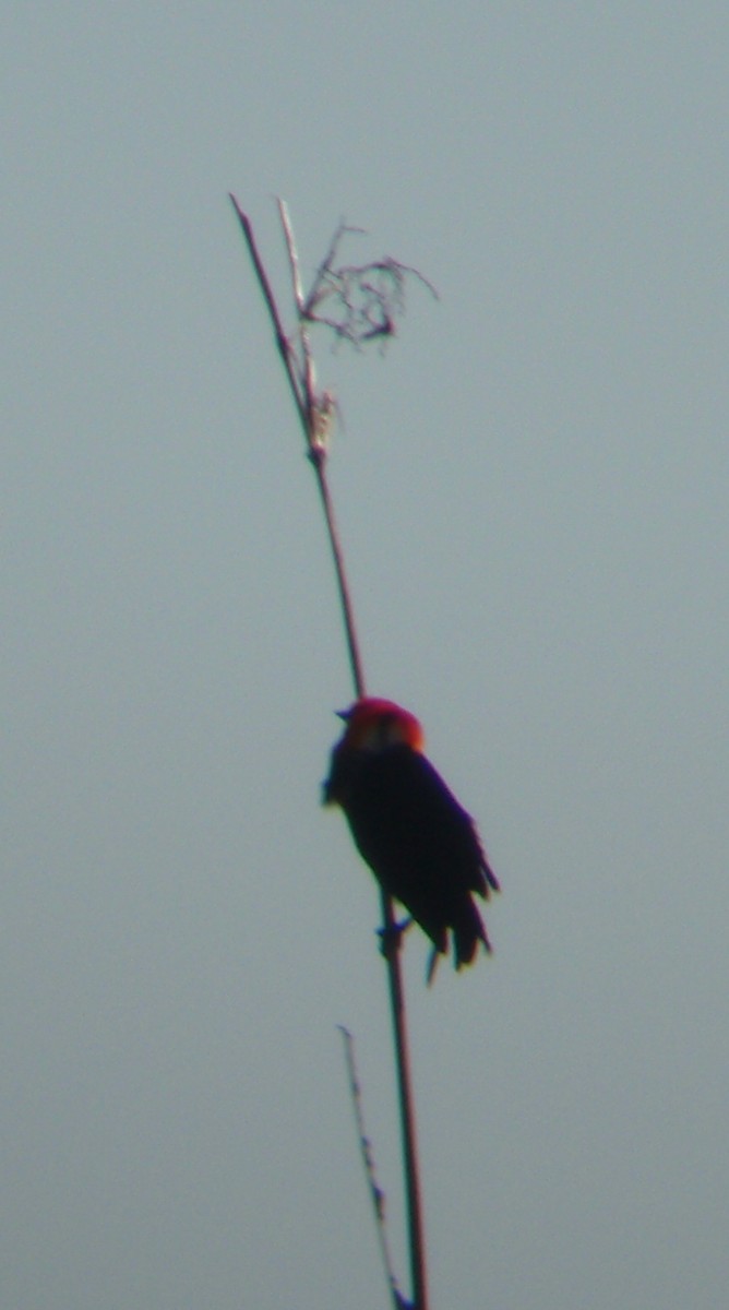 Scarlet-headed Blackbird - ML51728951