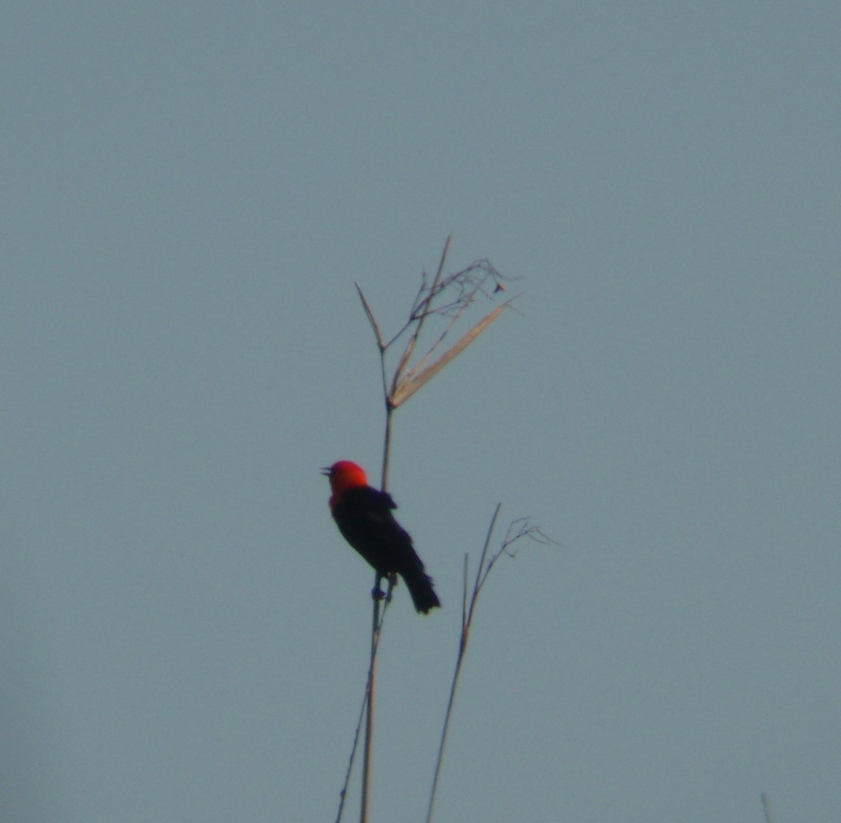 Scarlet-headed Blackbird - ML51728971