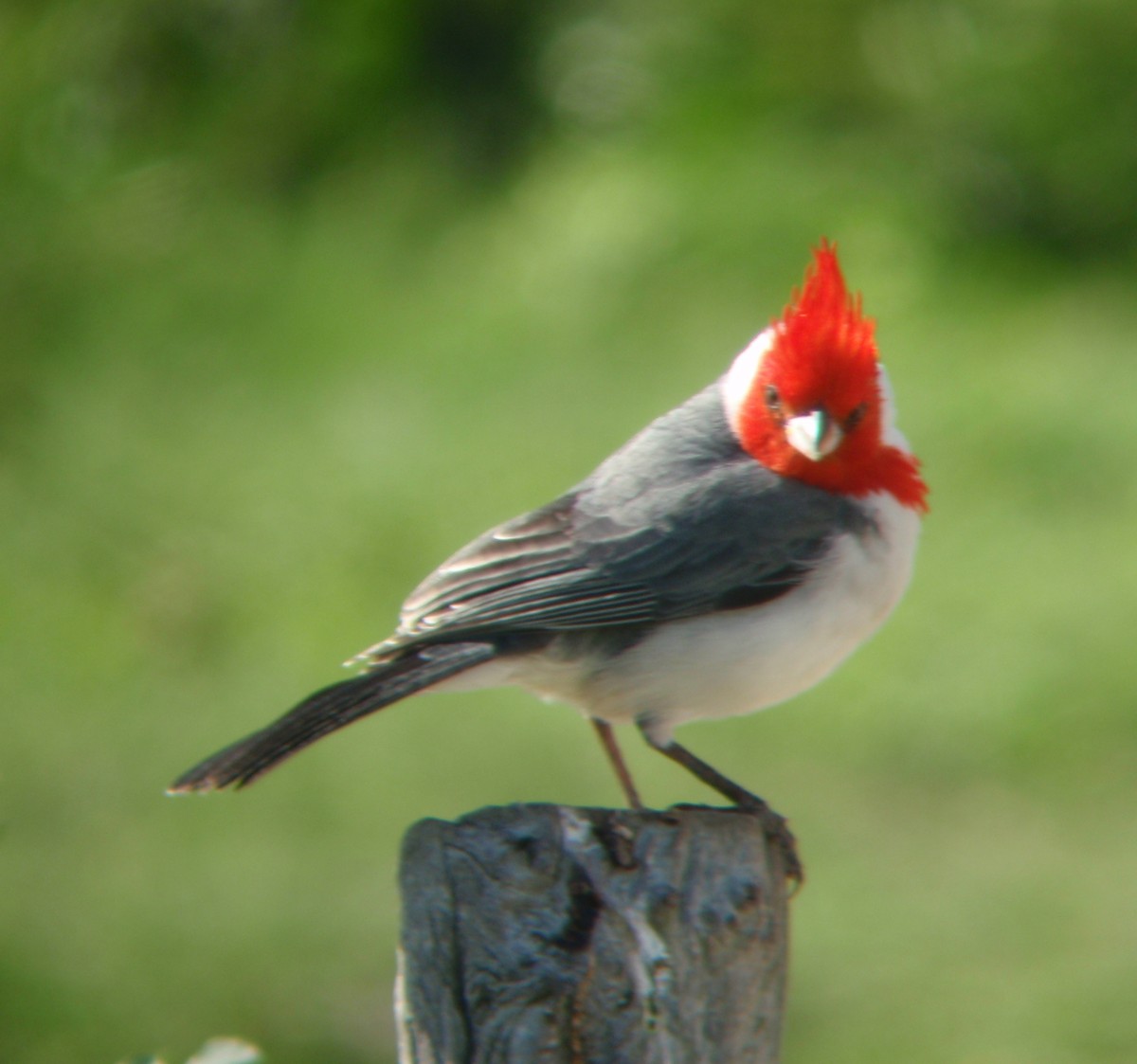 Red-crested Cardinal - ML51729051