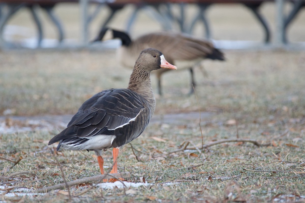 Greater White-fronted Goose - ML517291971