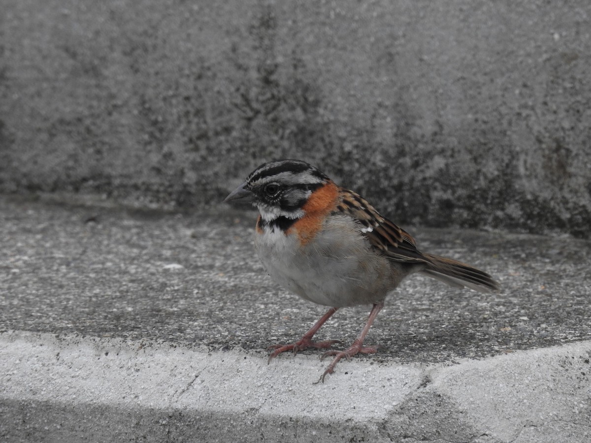 Rufous-collared Sparrow - ML517292541