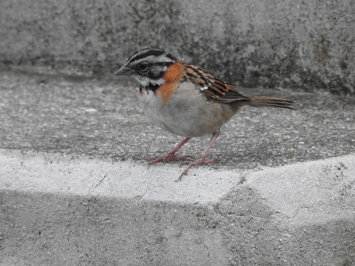 Rufous-collared Sparrow - ML517292561