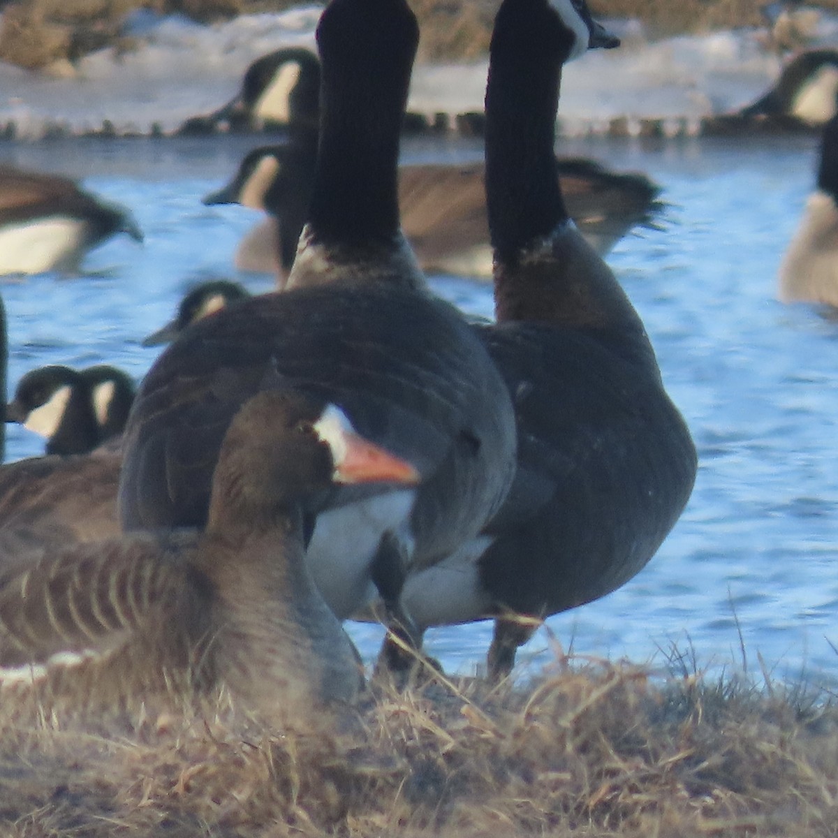 Greater White-fronted Goose - ML517295051
