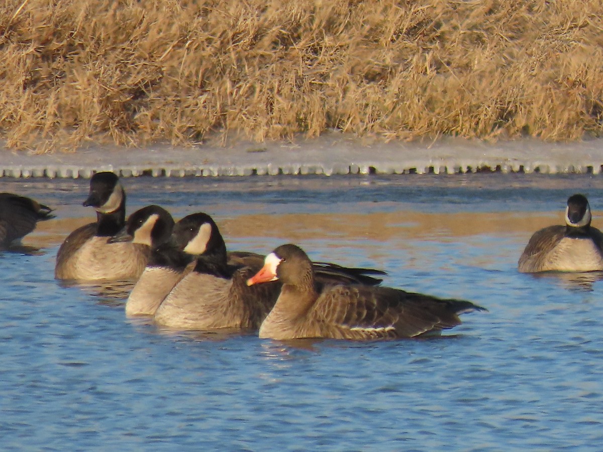 Greater White-fronted Goose - ML517295061
