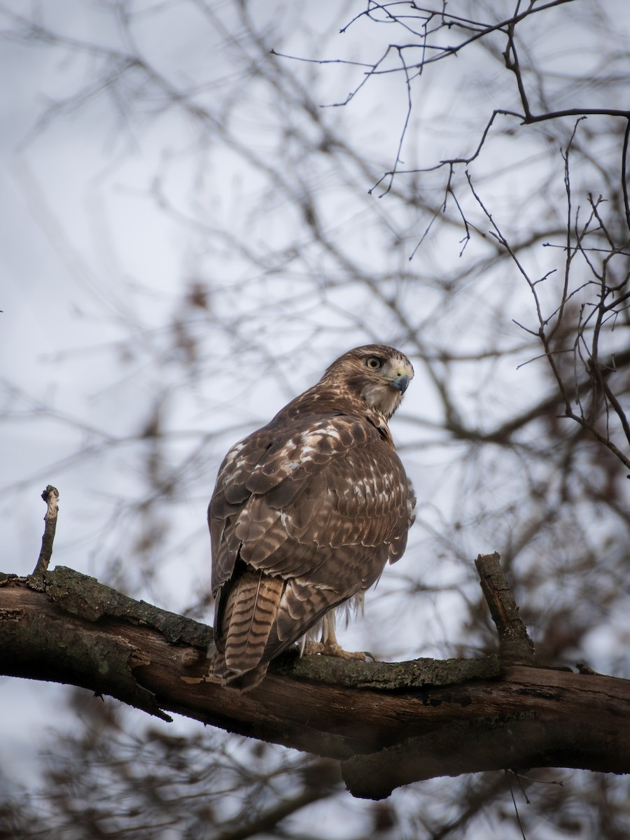 Red-tailed Hawk - ML517297811