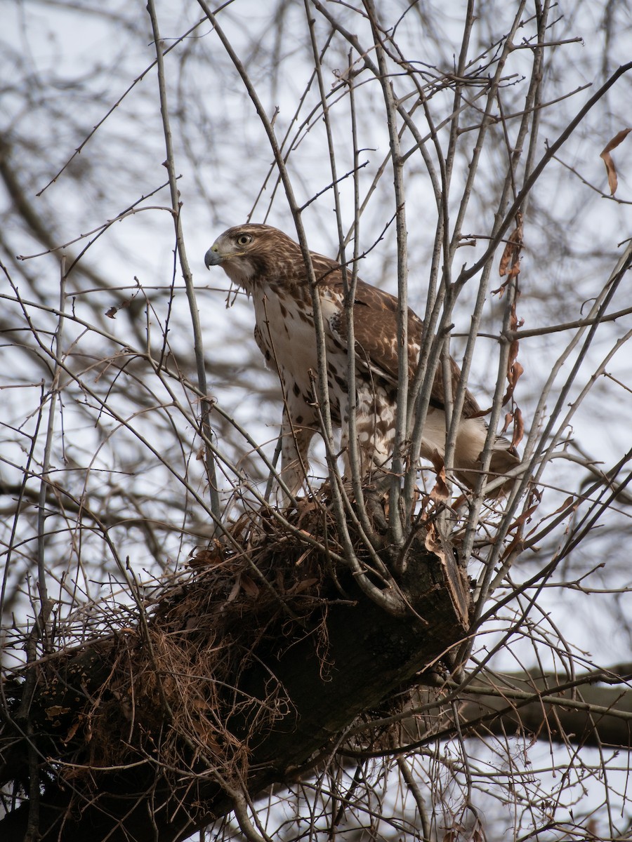 Red-tailed Hawk - ML517297821