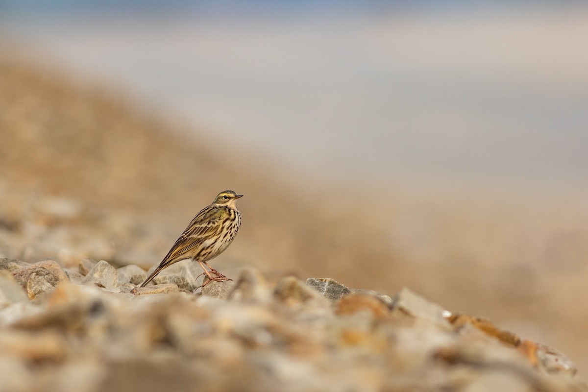 Rosy Pipit - ML517297911