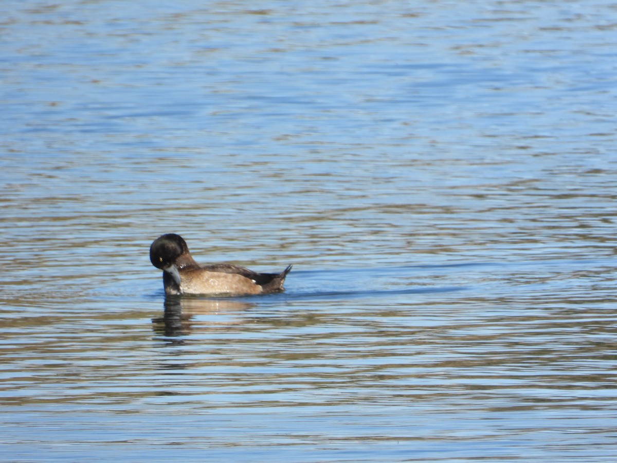 Greater Scaup - ML517303631
