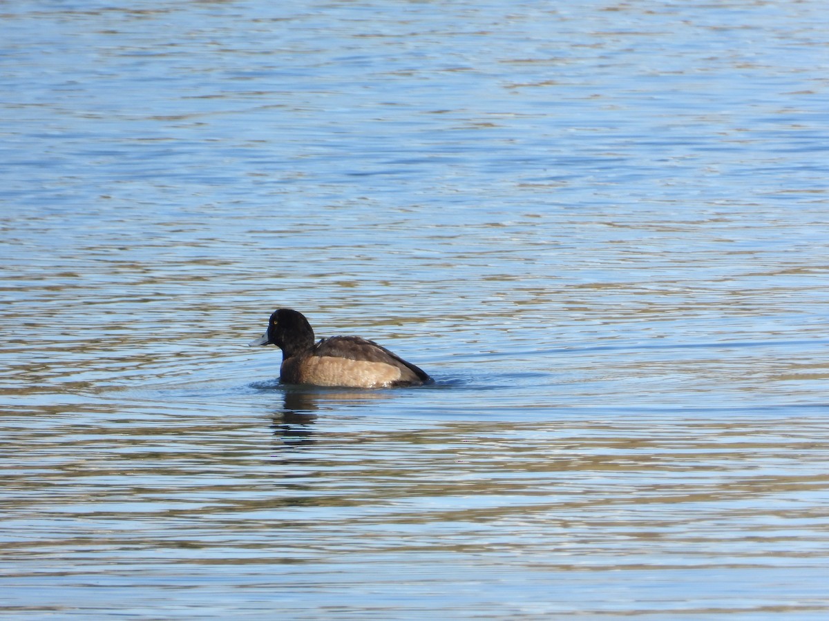 Greater Scaup - ML517303641