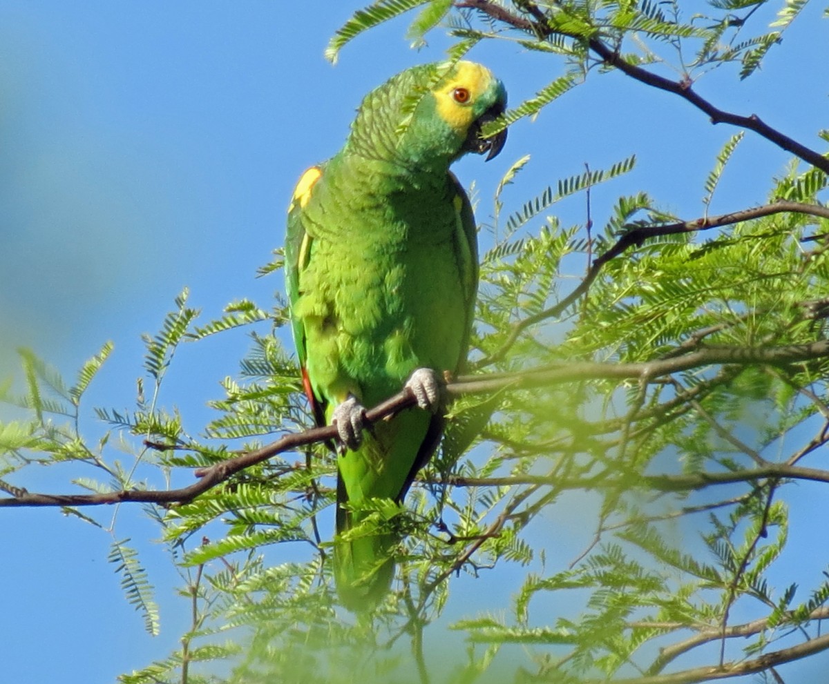 Turquoise-fronted Parrot - ML517303911