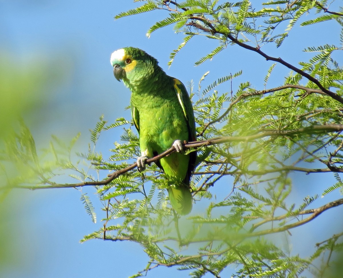 Turquoise-fronted Parrot - ML517303921