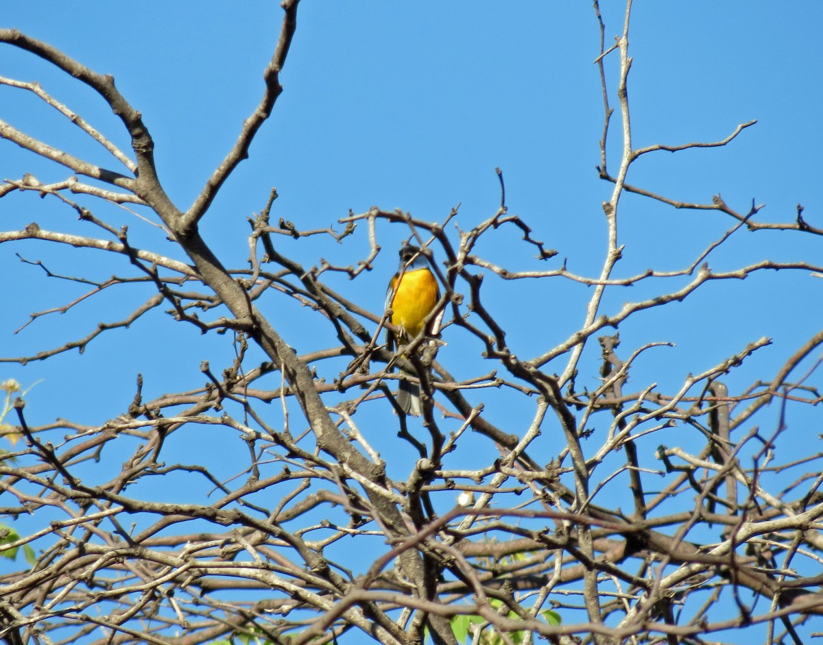 Blue-and-yellow Tanager - ML517303981