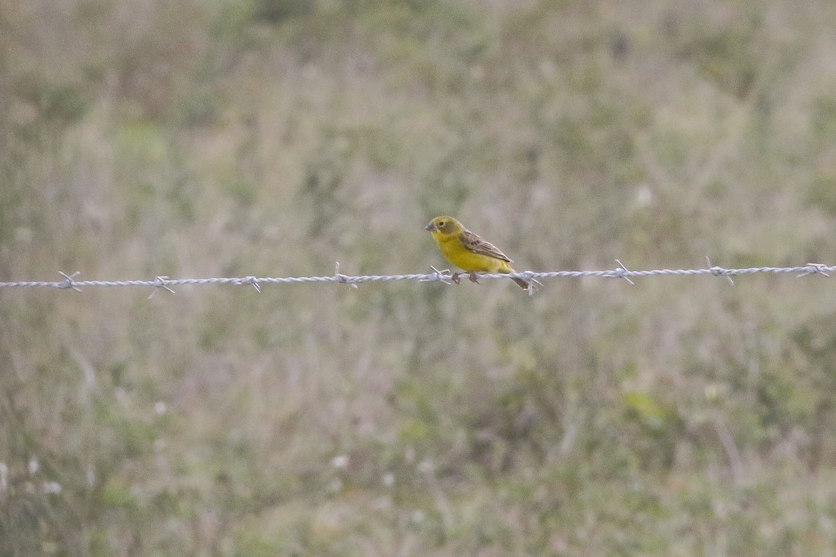 Grassland Yellow-Finch - ML51731151
