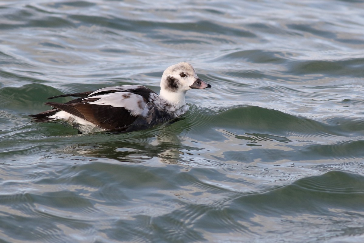 Long-tailed Duck - ML517320731