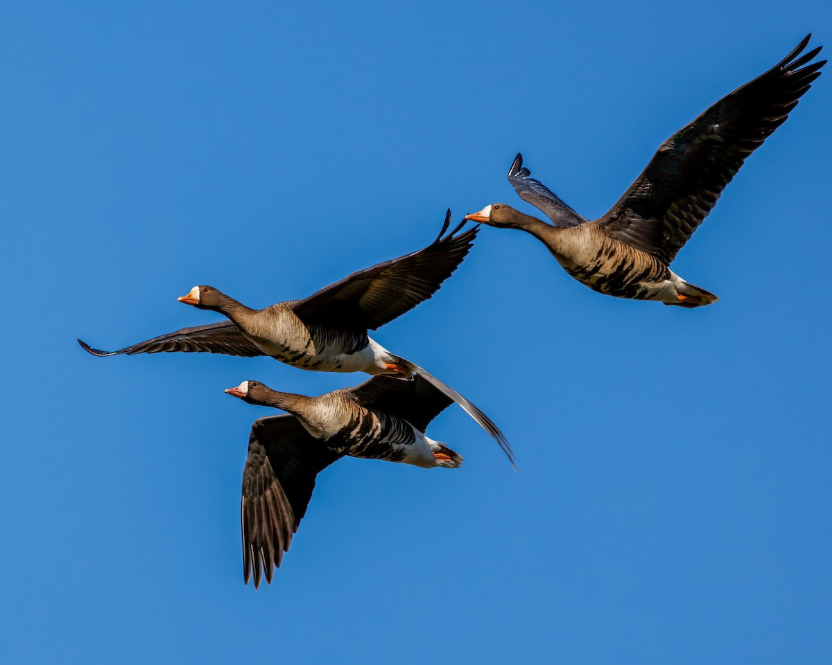 Greater White-fronted Goose - ML517321871