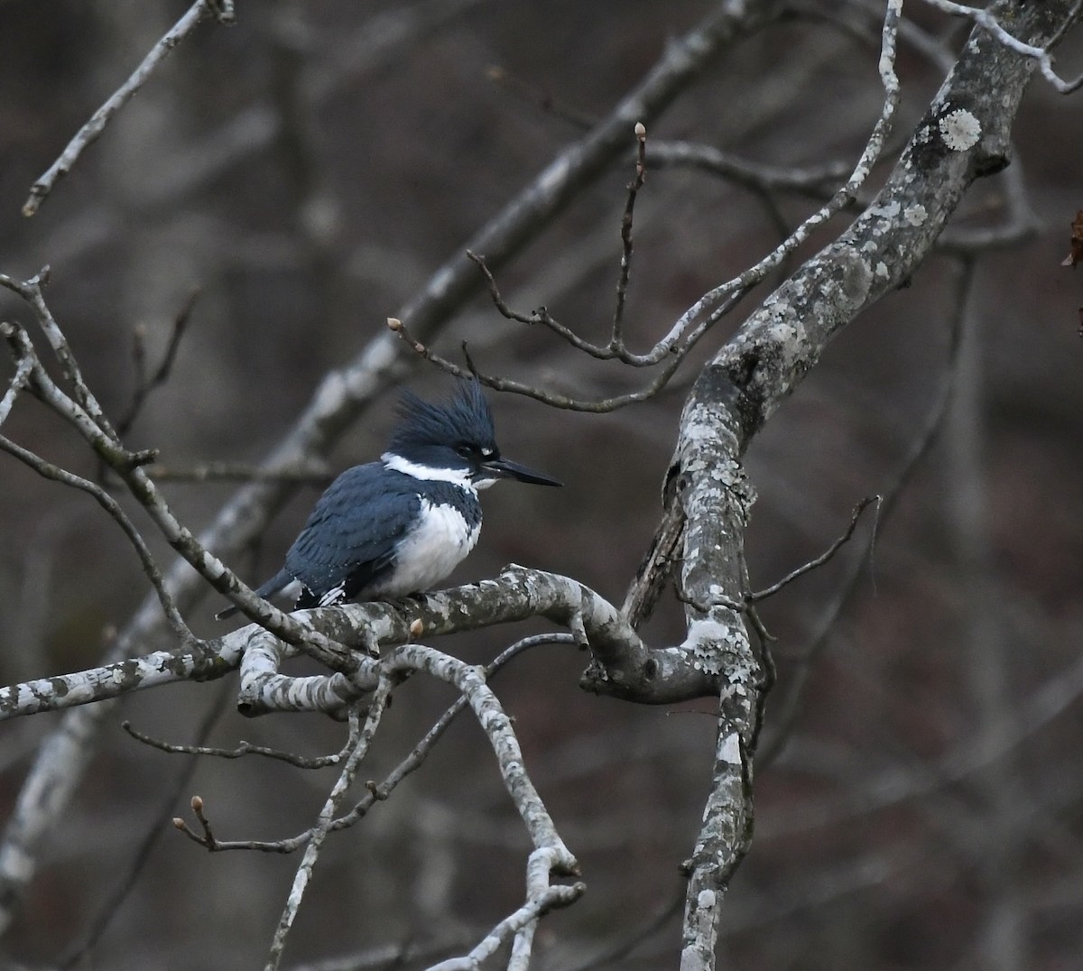 Belted Kingfisher - ML517329301