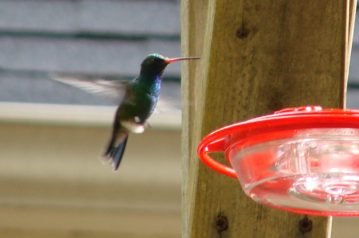 Broad-billed Hummingbird - ML517329881