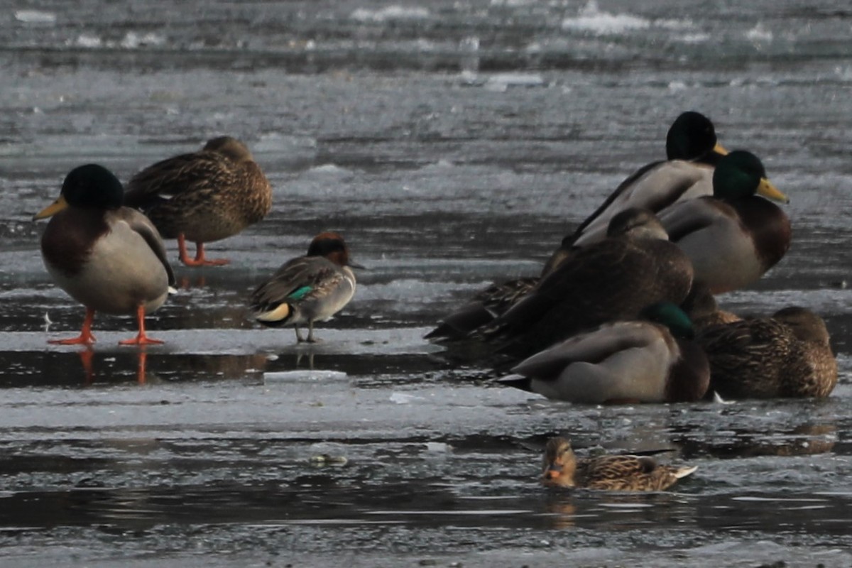 Green-winged Teal - ML517331431