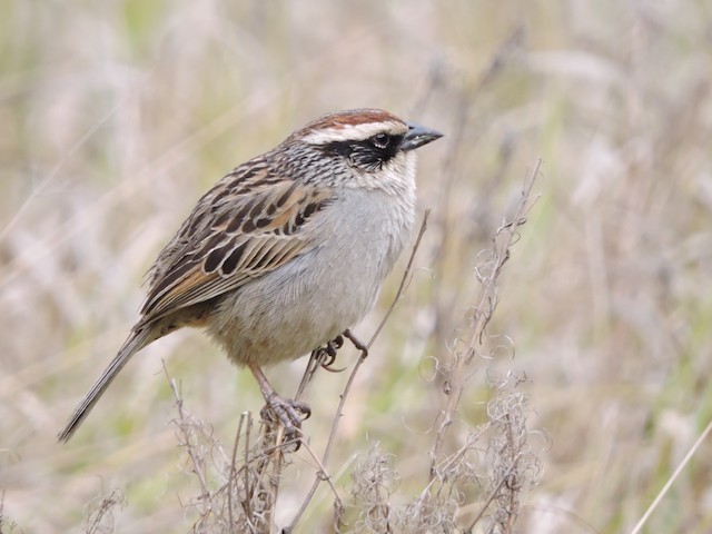 Lateral view of adult. - Striped Sparrow - 