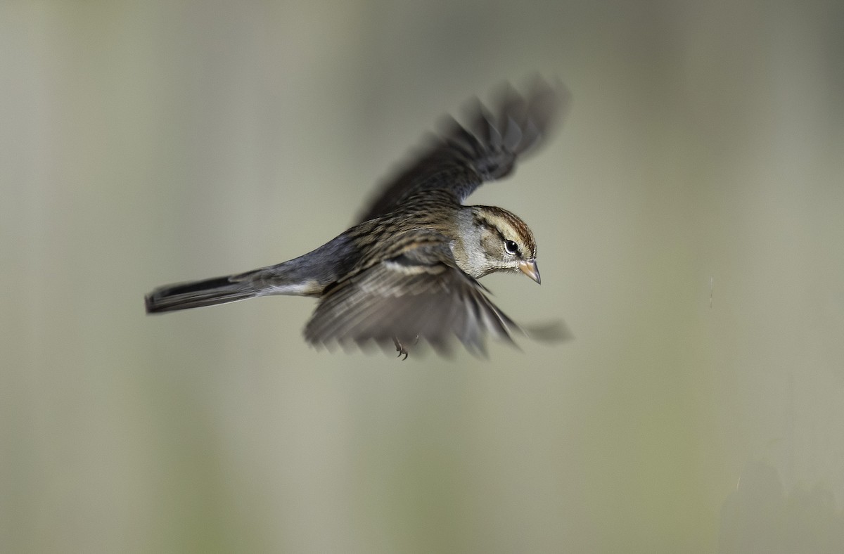 Chipping Sparrow - Alison Davies