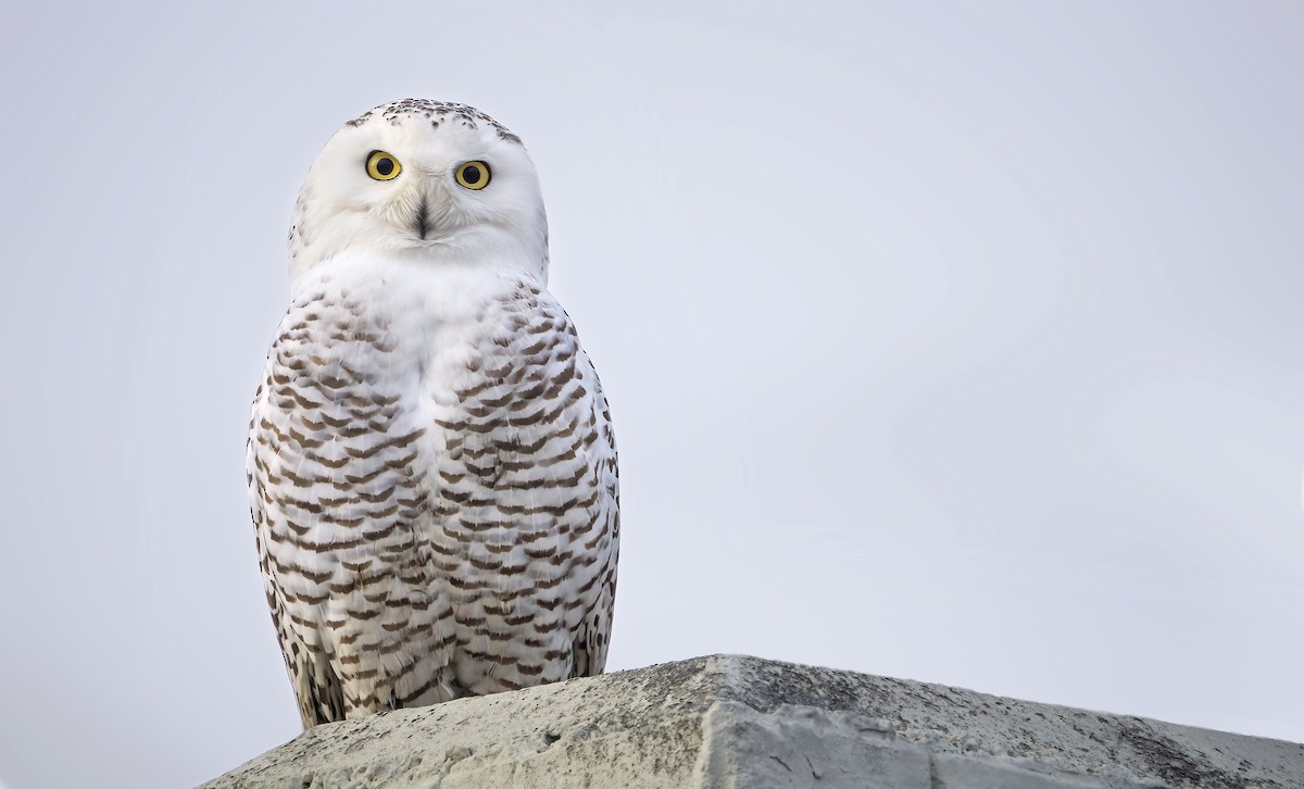 Snowy Owl - ML517339261