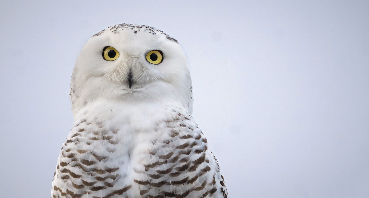Snowy Owl - ML517339271