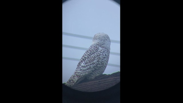 Snowy Owl - ML517340421