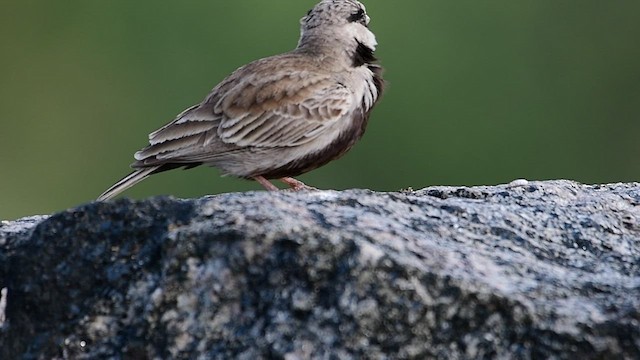 Ashy-crowned Sparrow-Lark - ML517343341