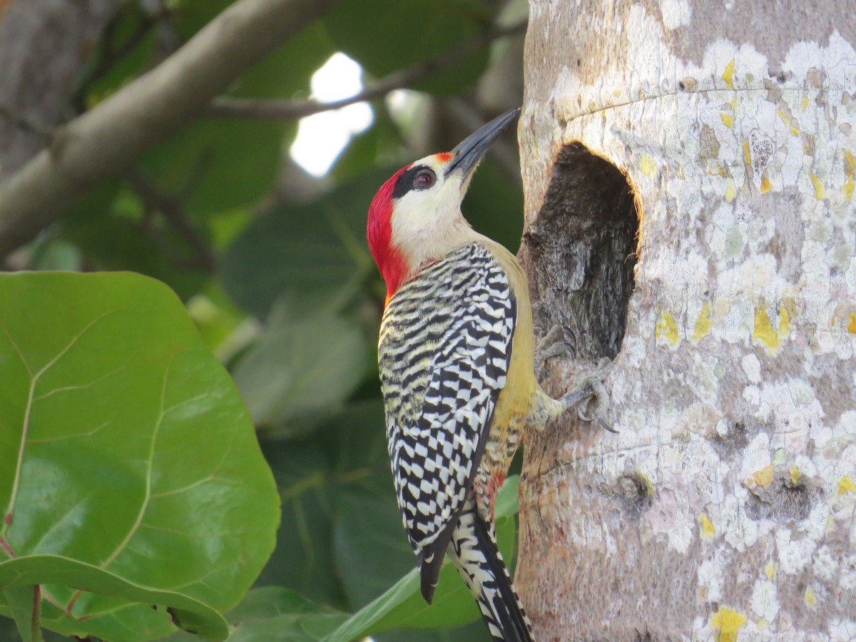 West Indian Woodpecker - ML517344201