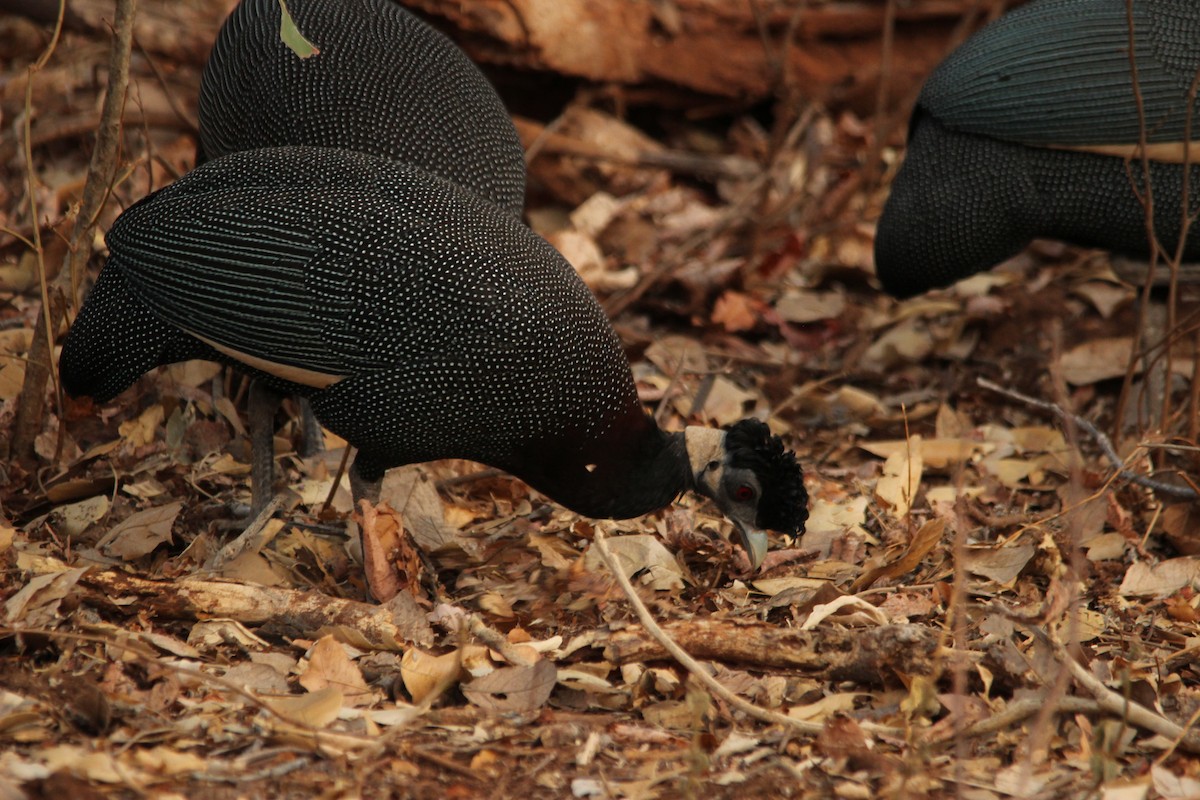 Southern Crested Guineafowl - ML517344391