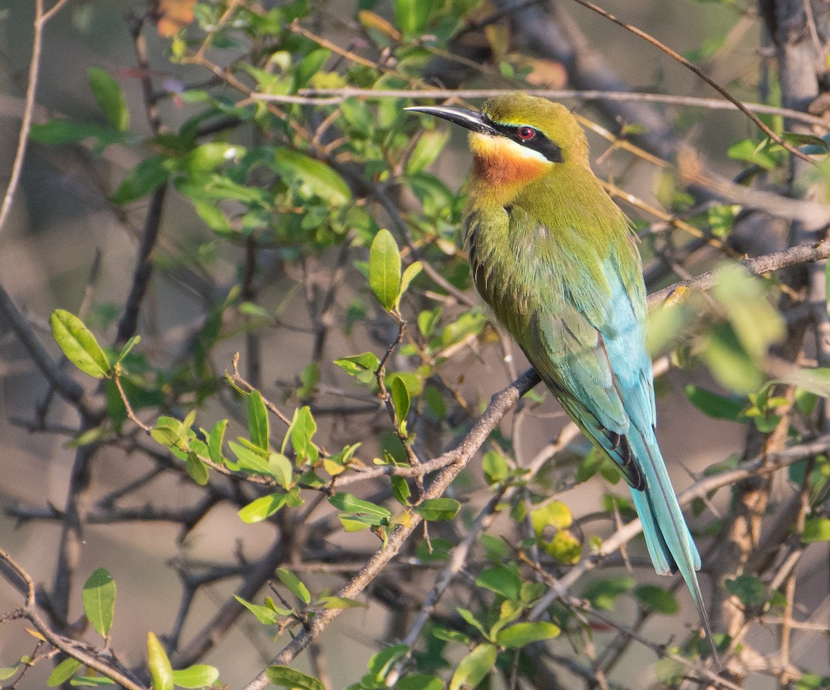 Blue-tailed Bee-eater - Bill Bacon