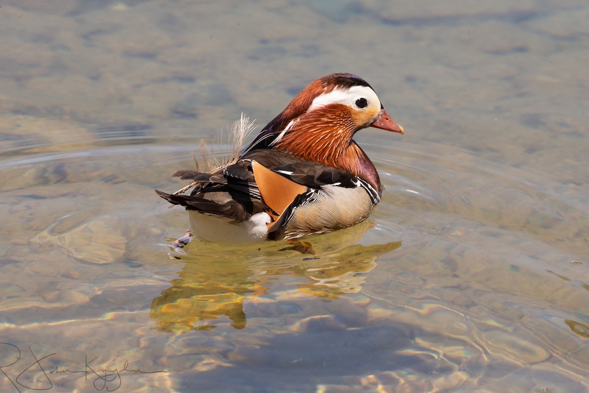 Mandarin Duck - John Kyngdon